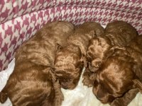 Toy poodle dişi ve erkek yavrular