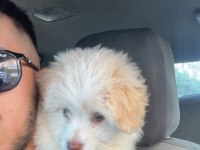 POODLE MALTİPOO 2.5 AYLIK