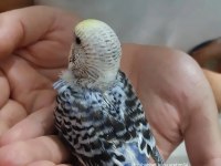 Yavru ve yetişkin her ırk muhabbet kuşu üretimhaneden