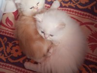 İki erkek saf İran kedisi biri beyaz biri kırık beyaz