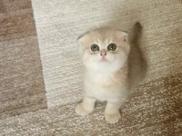 Muhteşem kan ve güzellikte british longhair yavrularımız