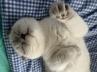3 yaşında kısır scottish fold oğlumuz