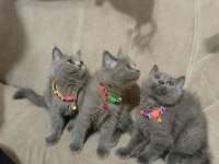 Saf kan british shorthair kediler