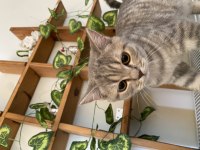 Gri beyaz dişi british shorthair
