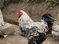 A KALİTE AUSTRALORP VE SILVER WYANDOTTE HOROZLAR