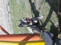 EGZOTİK FRENCH BULLDOG SEVENLER
