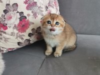 Scottish fold golden dişi