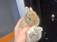 Cüce mini ve Hollanda lop tavşanları gonderılır
