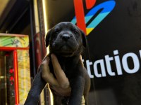 Mükemmel anne babadan güzel bir dişi cane corso kaçırmayın
