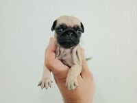 Pug Mobs Bebekler