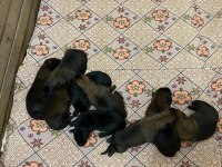 A malinois kalite beslemek isteyenler buyursun