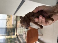 Dişi Erkek Toy Poodle Yavrularımız