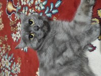 Çok çok sakin sevimli Heram british shorthair