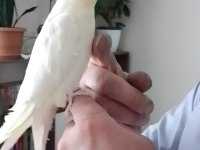 Ele Alışkın Sultan Papağanı Yavrusu