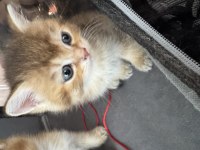 Ny12 yavru british longhair sarı renkli