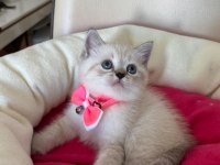 British Shorthair Dişi Yavrumuza Yuva Uyguna