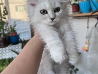 British longhair yeşil göz erkek