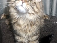 Full şecereli maine coon ünvanlı ebeveynlerden