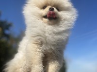 Ayı surat pomeranian boo erkek