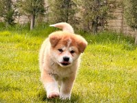 Safkan Japon Akita Yavruları