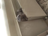 Blue Scottish Fold Yavrular