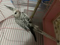 Sultan papağanı albino