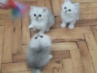 2 aylık sevimli british longhair yavrularımız yuva arıyor