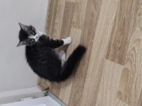 Bozkır on dört aylık erkek kedimiz kimlikli posaportlu