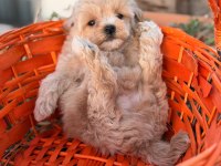 Erkek 0 numara maltipoo yavrumuz