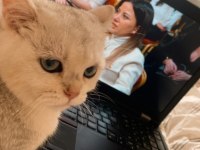 Yetişkin 1 dişi ve 1 erkek kedi ücretsiz sahiplendirilecek