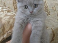 2 aylık lilak scottish fold