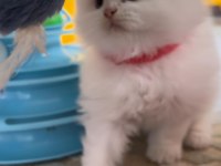 Minik chinchilla prenses yuvasını arıyor