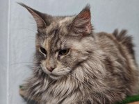 Maine coon kedisi
