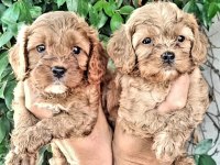 Maltipoo yavrularımda son nokta