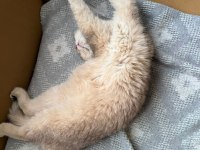 Aciliyetten sahiplendirilecek british shorthair