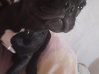 ORİJİNAL ERKEK FRANSIZ BULLDOG 6 AYLIK