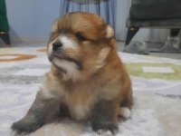 Tatlı ve minik pomeranian yavru