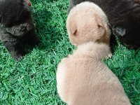 Uygun ve kaliteli çin aslanı yavrular