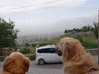 Yetişkin Golden Retriever Yavru Alınabilir