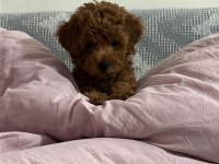 KORE KAN POODLE YAVRULARIMIZ