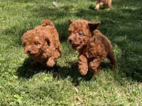 Ultra A kaliteli toy poodle yavrular