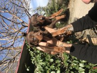 Safkan king doberman yavrularım