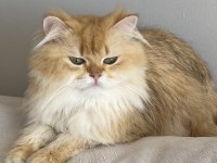 Şecereli British Longhair Golden Yetişkin Erkek