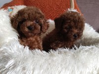 Teacup boy kore poodle yavrularımız