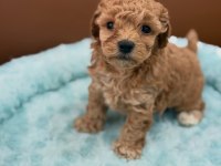 SEVİMLİ MALTİPOO YAVRULARI