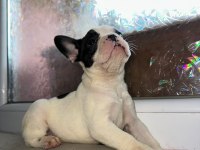 Safkan French Bulldog Güzellik