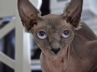 Safkan Sphynx Dişi ve erkek Efsane kediler son 5 adet