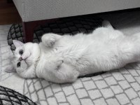 British Shorthair Kedisi