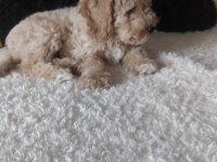 Evde bakılabilecek tek ırk toy poodledir