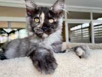 XL Mainecoon Yavruları